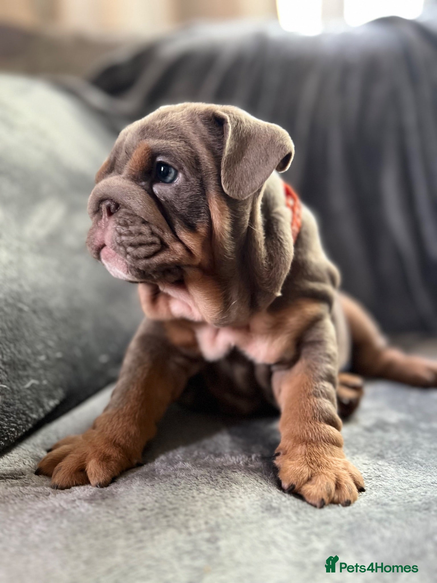 English Bulldog dogs 🐶Gorgeous KC English Bulldog Puppies🐶 - Advert 2
