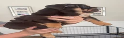 English Bulldog dogs for sale: 🐾 two females english Bulldog pups 🐾 - Advert 20