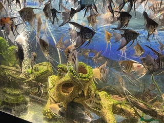 Angelfish fish - Advert 2