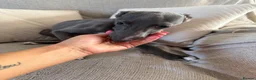 Whippet dogs for sale: Kennel club registered female puppy  - Advert 8