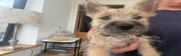Cairn Terrier dogs for sale: Sweetest Little KC Reg Cairn Terrier Puppies.  - Advert 29