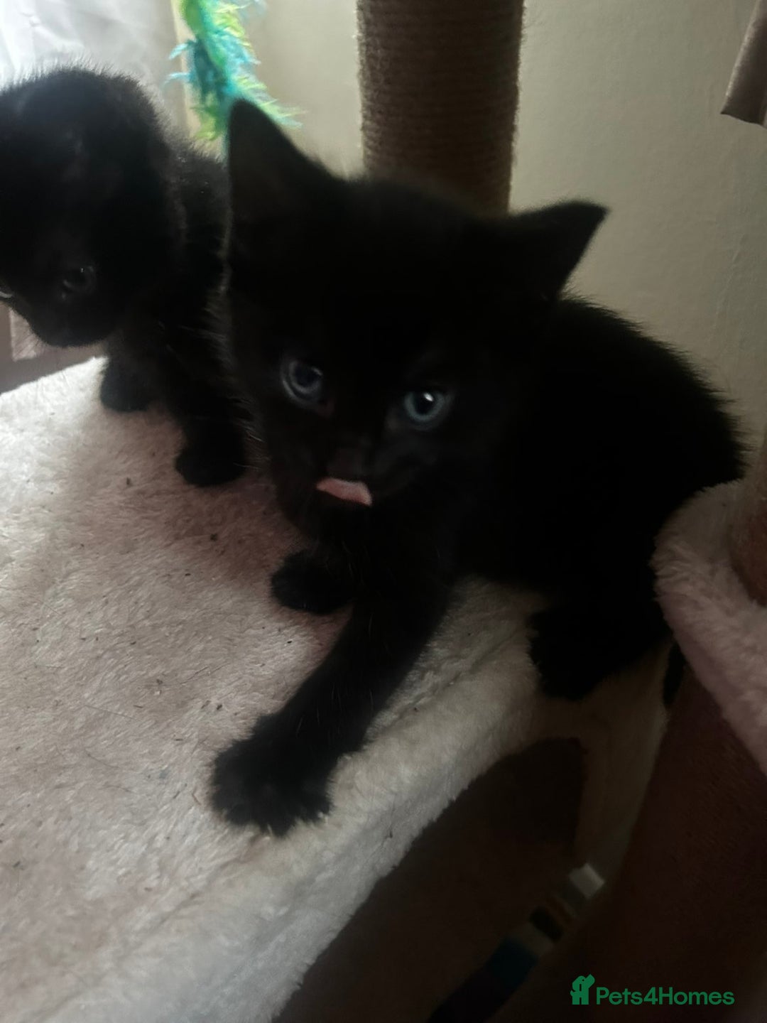Mixed Breed cats for sale: Three kittens for sale - Advert 8