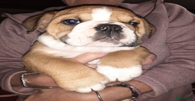 English Bulldog dogs - Advert 5
