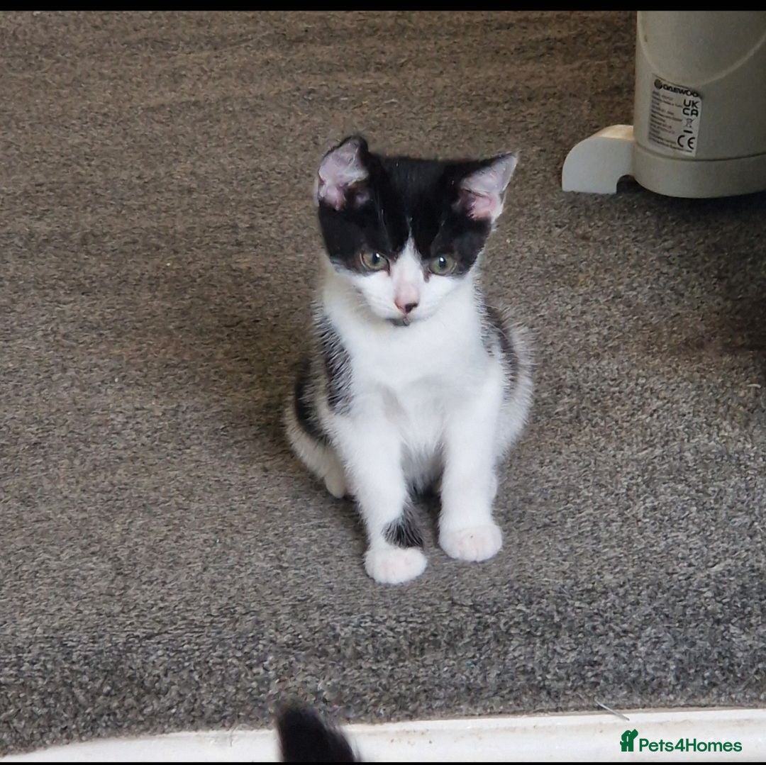Mixed Breed cats 3 adorable girls looking for their furever homes - Advert 4
