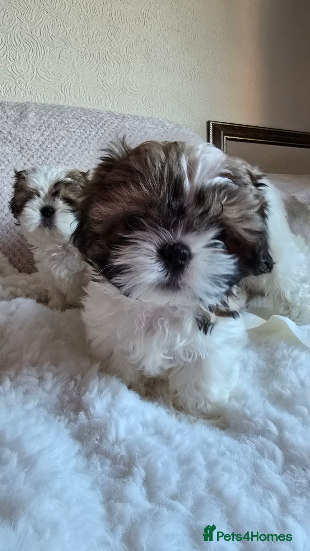 Shih Tzu dogs for sale: Two Shih Tzu female - Advert 2