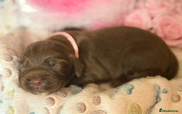 Cocker Spaniel dogs for sale: Beautiful Cocker Spaniel Puppies - Image 6
