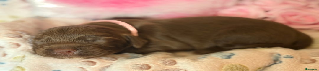 Cocker Spaniel Puppy 5