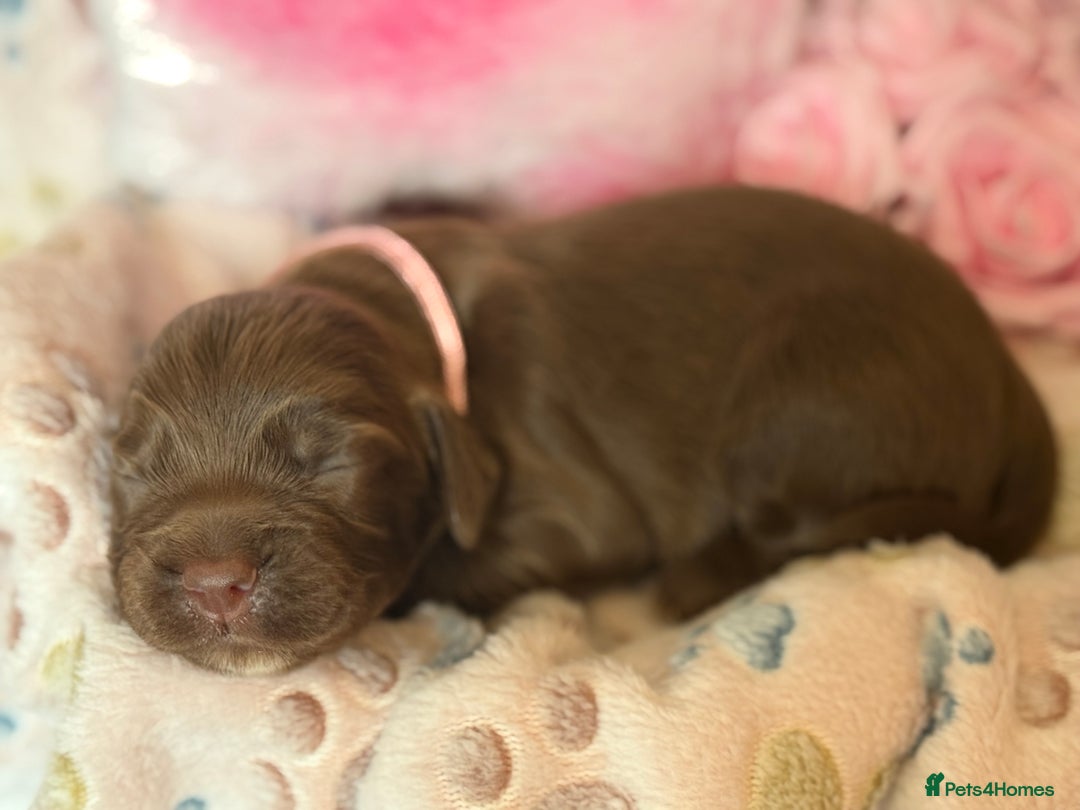 Cocker Spaniel dogs for sale: Beautiful Cocker Spaniel Puppies - Image 6