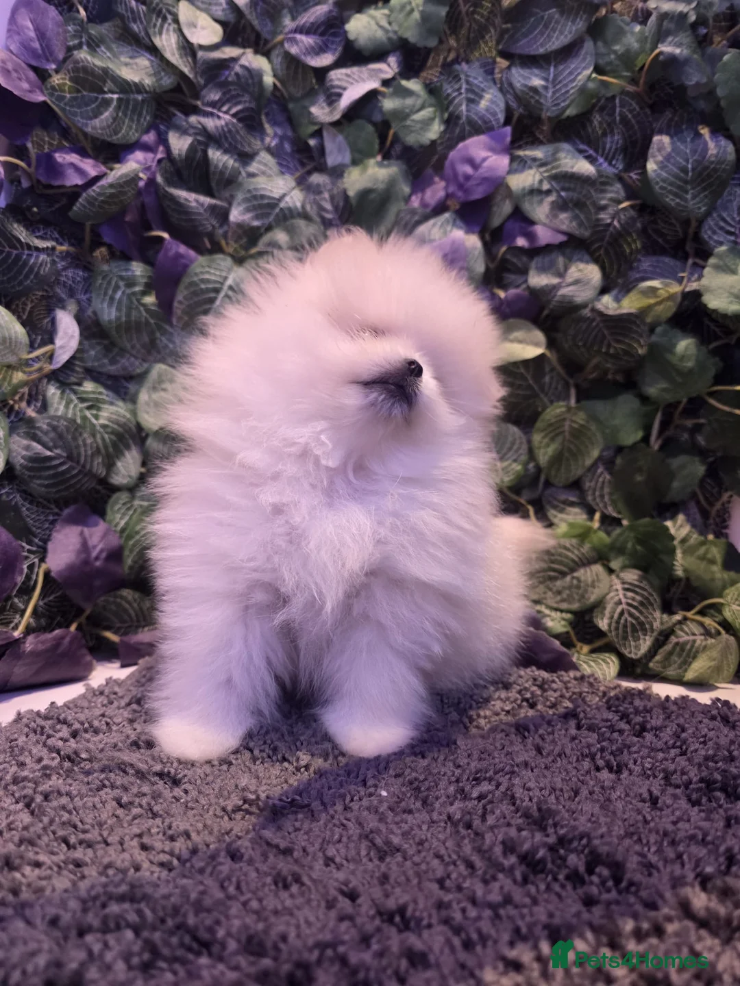 Pomeranian dogs for sale: Beautiful pure white Pomeranian  - Advert 6