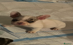 French Bulldog dogs for sale: French bulldog puppies  - Image 4