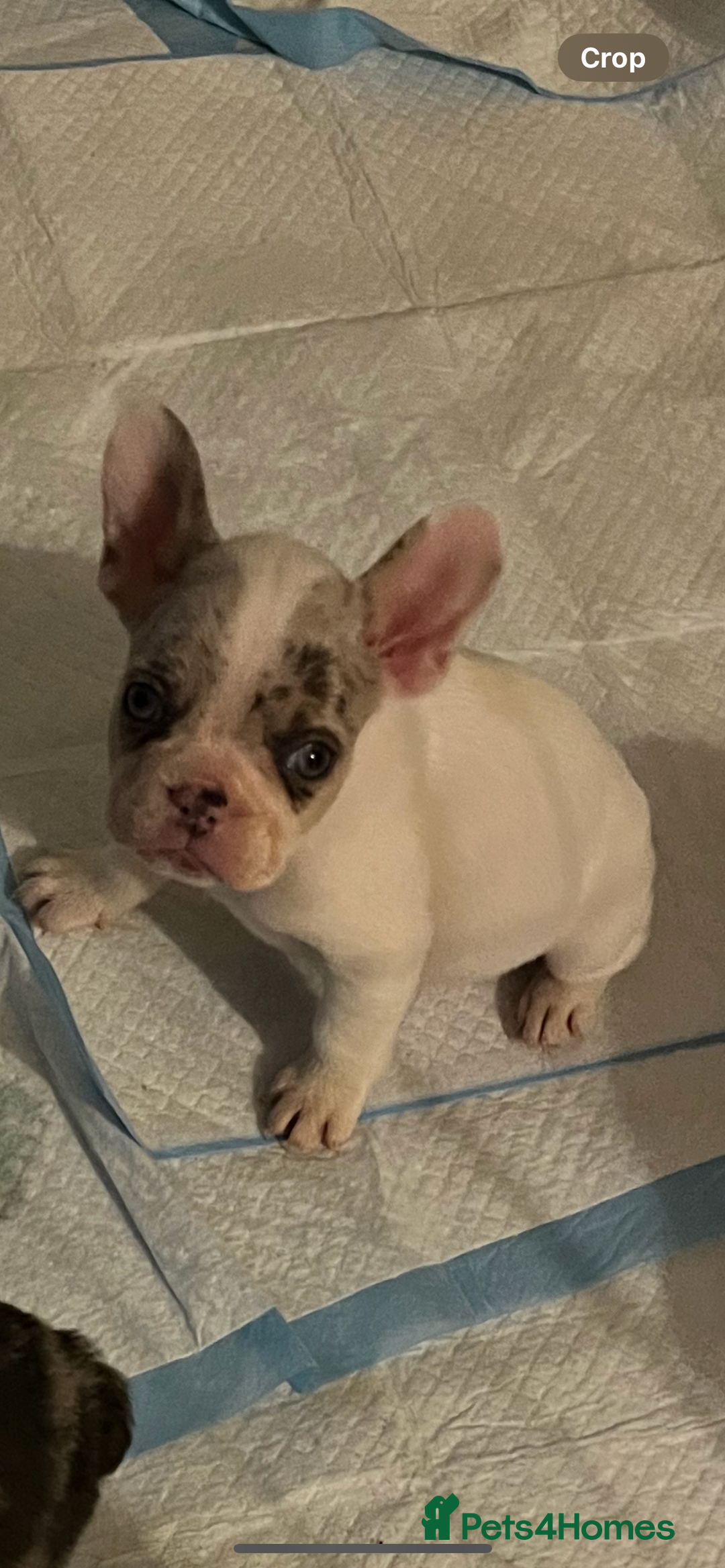 French Bulldog dogs for sale: French bulldog puppies  - Image 4