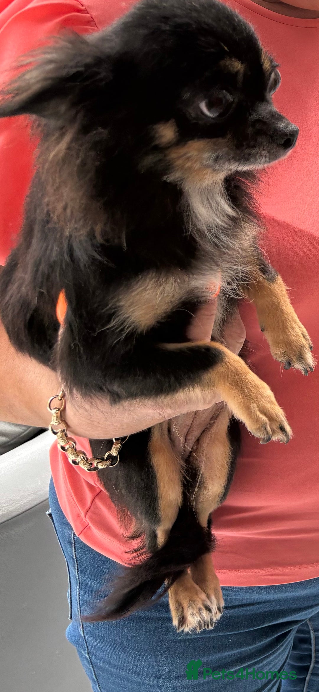 Chihuahua dogs for sale: Chihuahua long haired  - Image 6