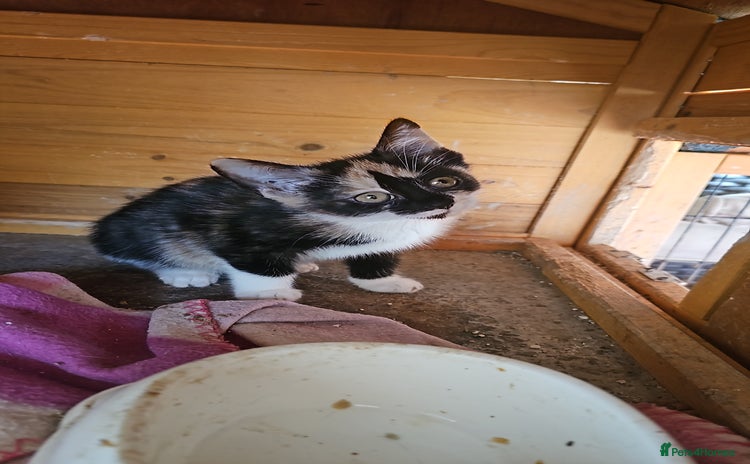 Mixed Breed cats - Advert 1