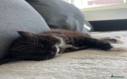 Mixed Breed cats for sale: Kittens  - Image 2
