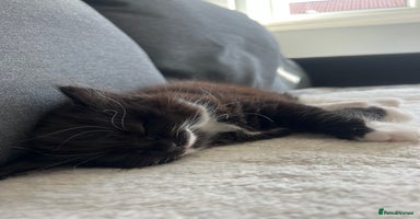 Mixed Breed cats - Advert 3