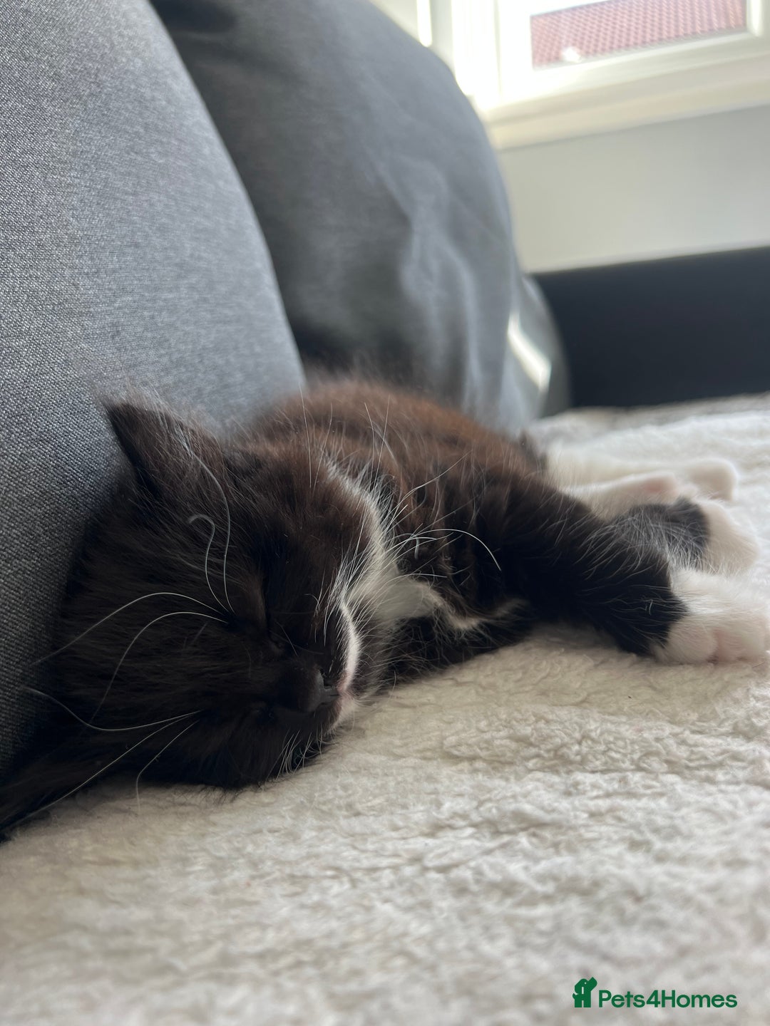 Mixed Breed cats for sale: Kittens  - Image 2