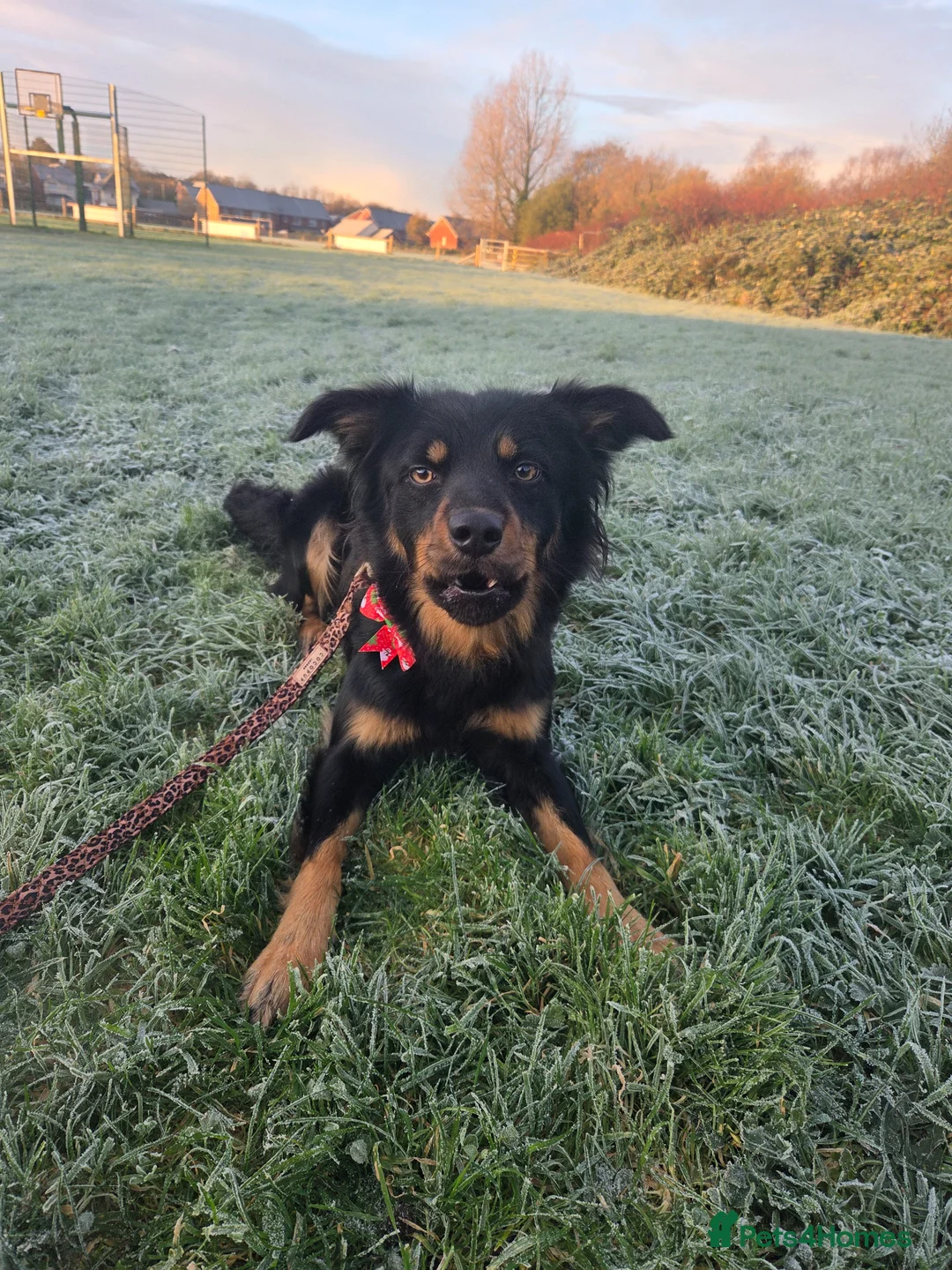 Mixed Breed dogs for sale: Collie x hunterway called Millie - Advert 4