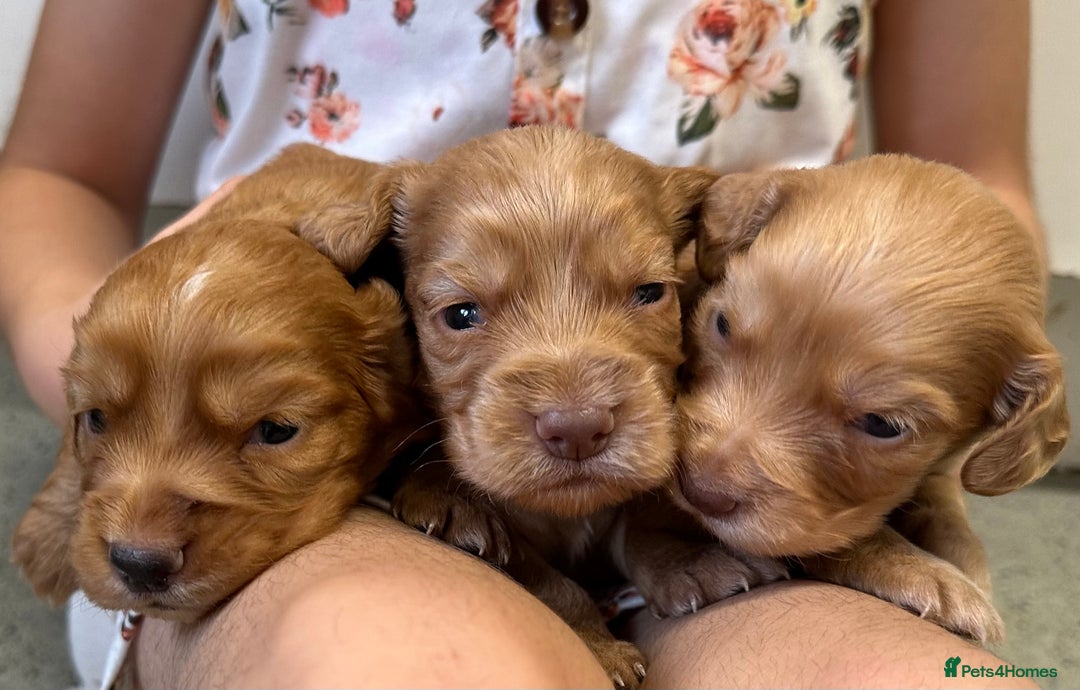 Cocker Spaniel dogs for sale: KC cocker spaniel puppies - Image 10