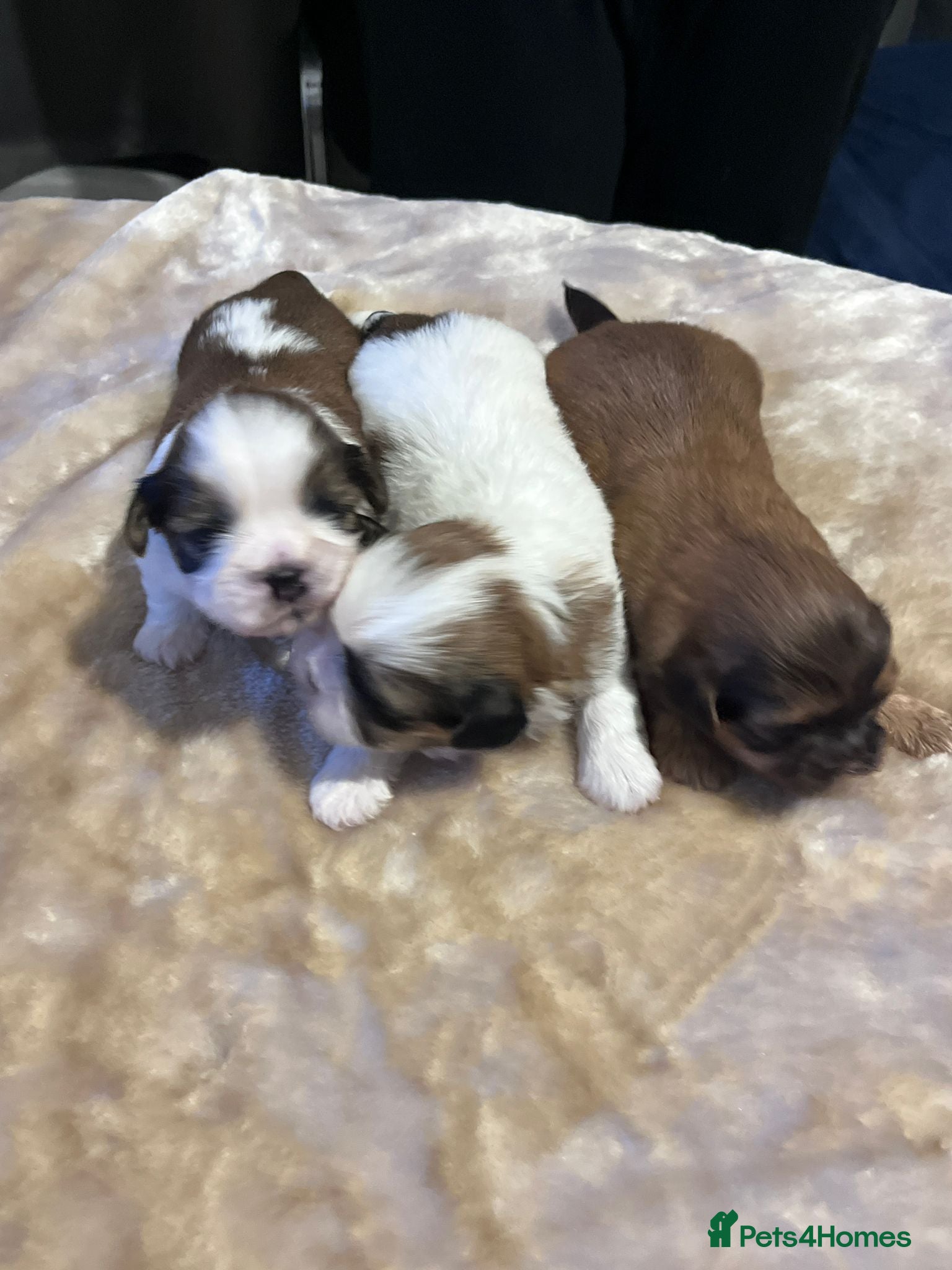 Shih Tzu dogs Shih tzu puppies  - Advert 1