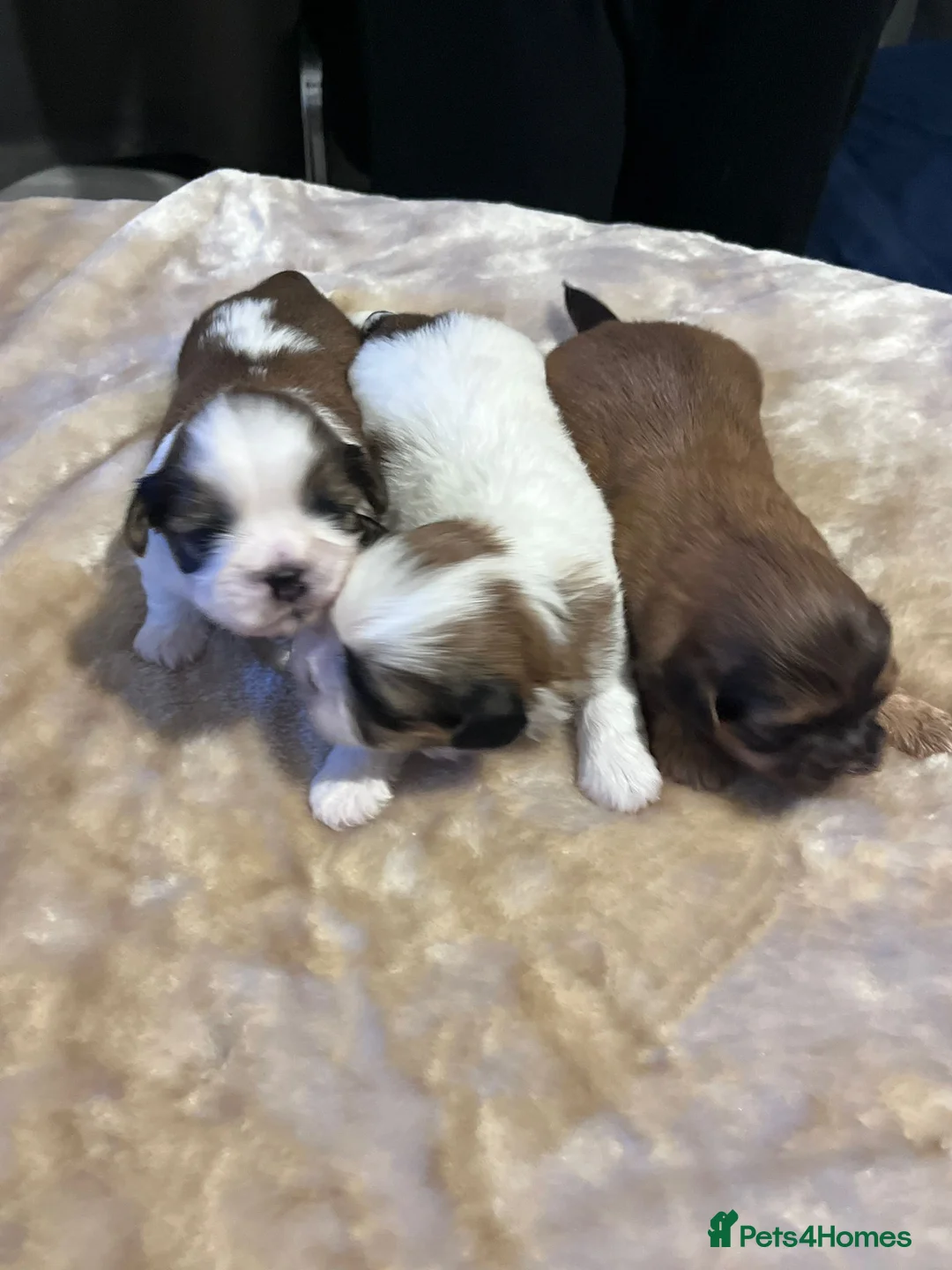 Shih Tzu dogs for sale: Shih tzu puppies  - Advert 1