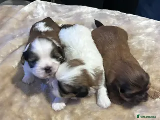 Shih Tzu dogs Shih tzu puppies - Advert 4