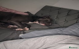 Staffordshire Bull Terrier dogs for sale: Blue  - Image 8