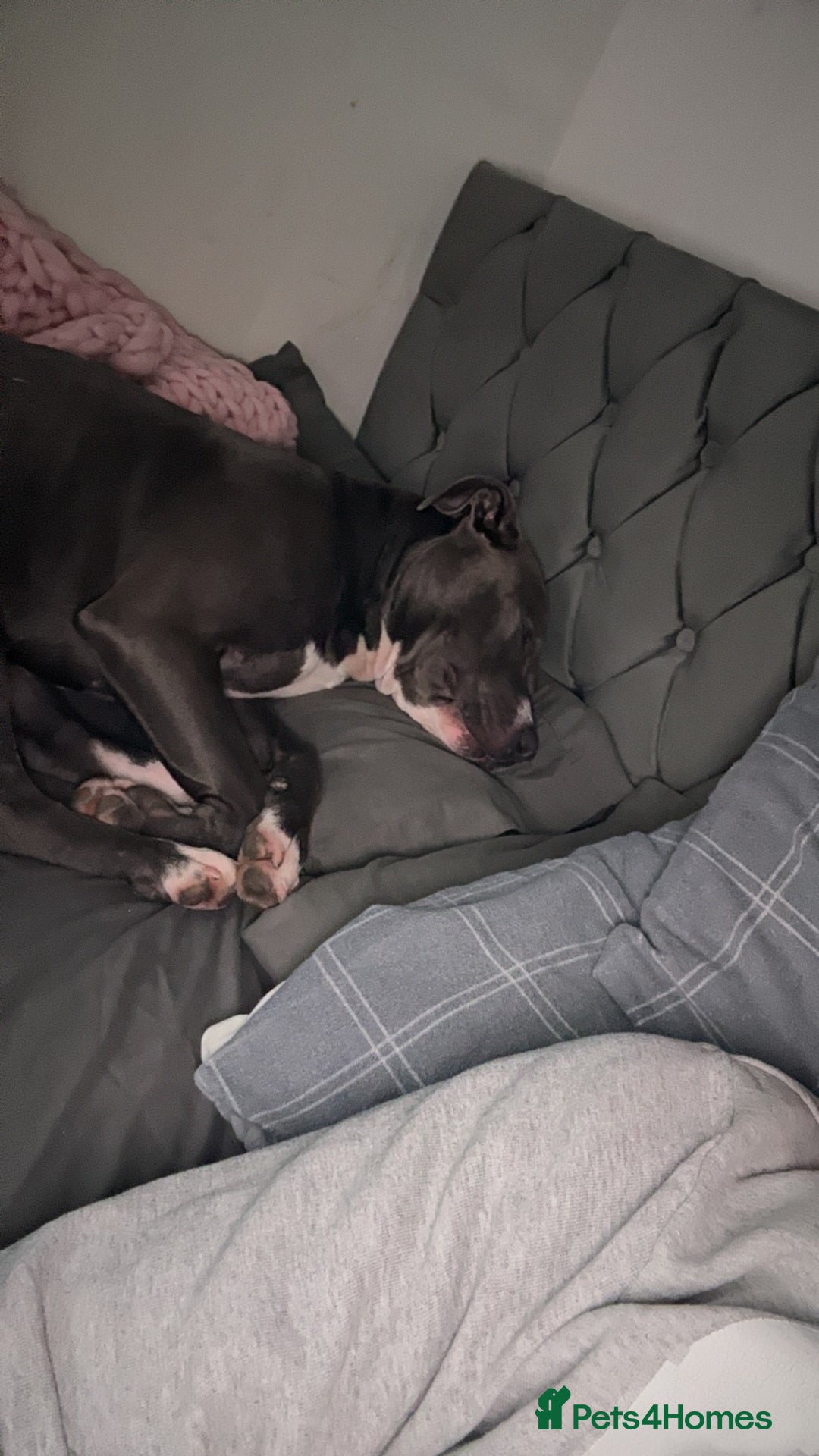 Staffordshire Bull Terrier dogs for sale: Blue  - Image 8