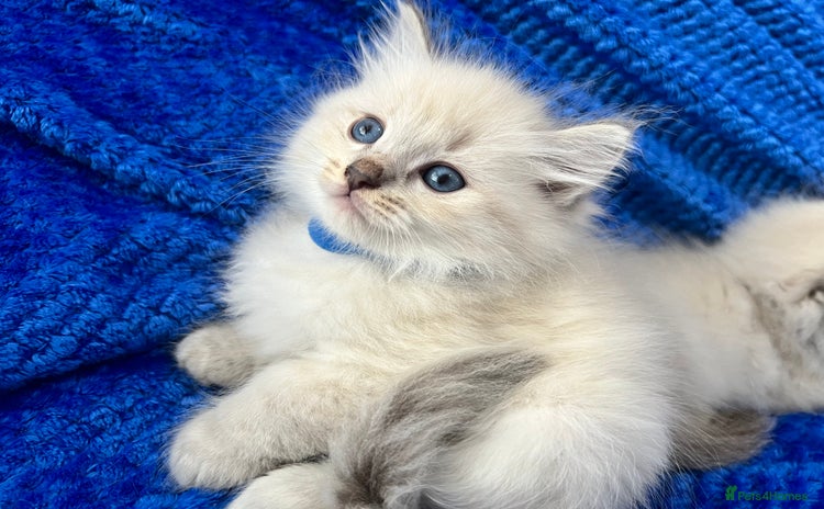 Siberian cats - Advert 2