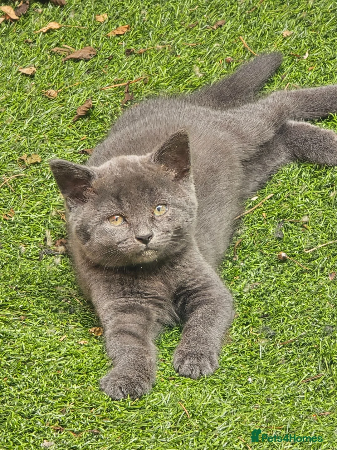 Mixed Breed cats for sale: Little girl - Advert 1