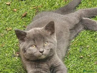 Mixed Breed cats Little girl - Advert 1