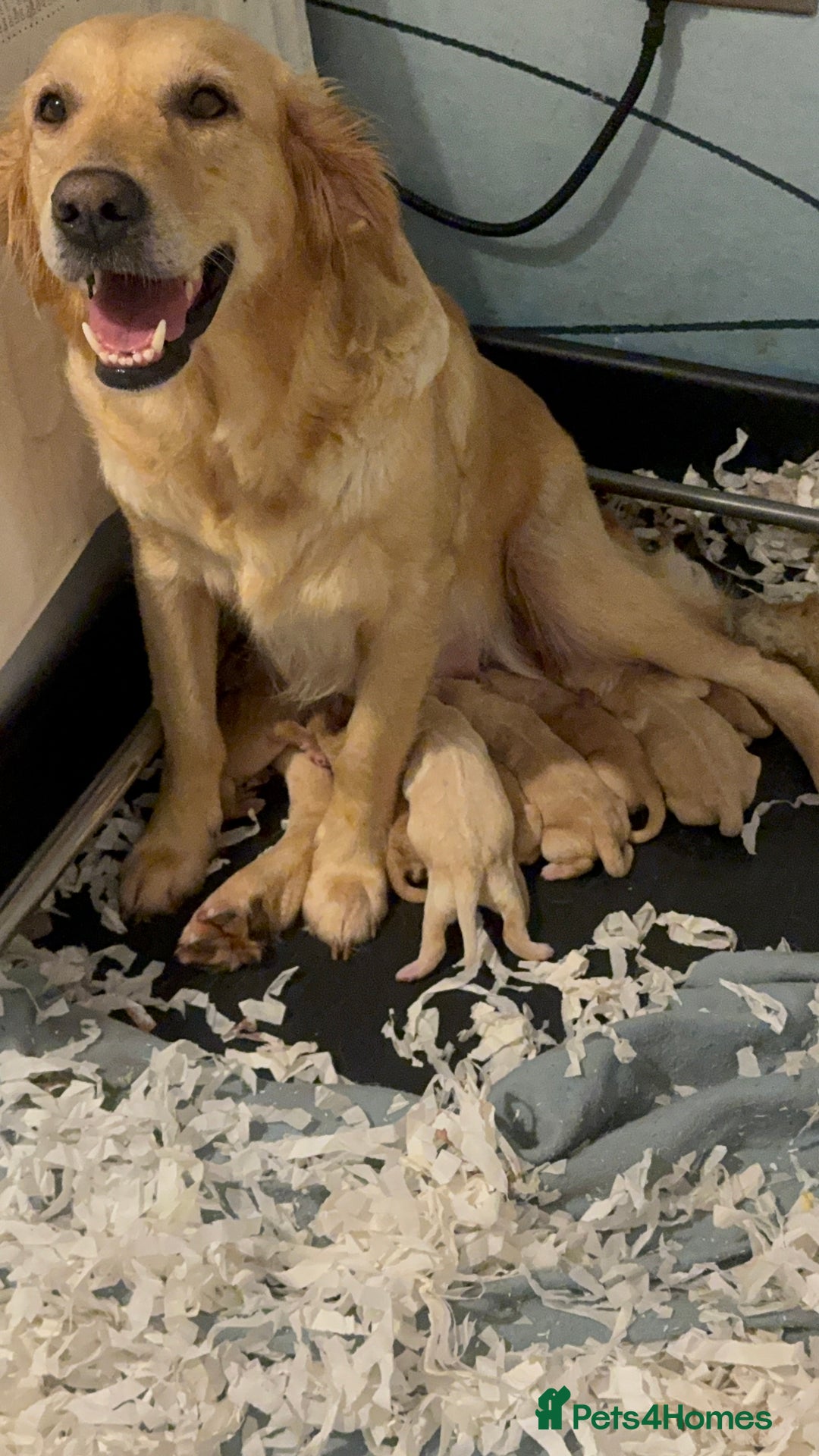 Goldendoodle dogs for sale: ABSOLUTELY GORGEOUS DOODLES  - Advert 7