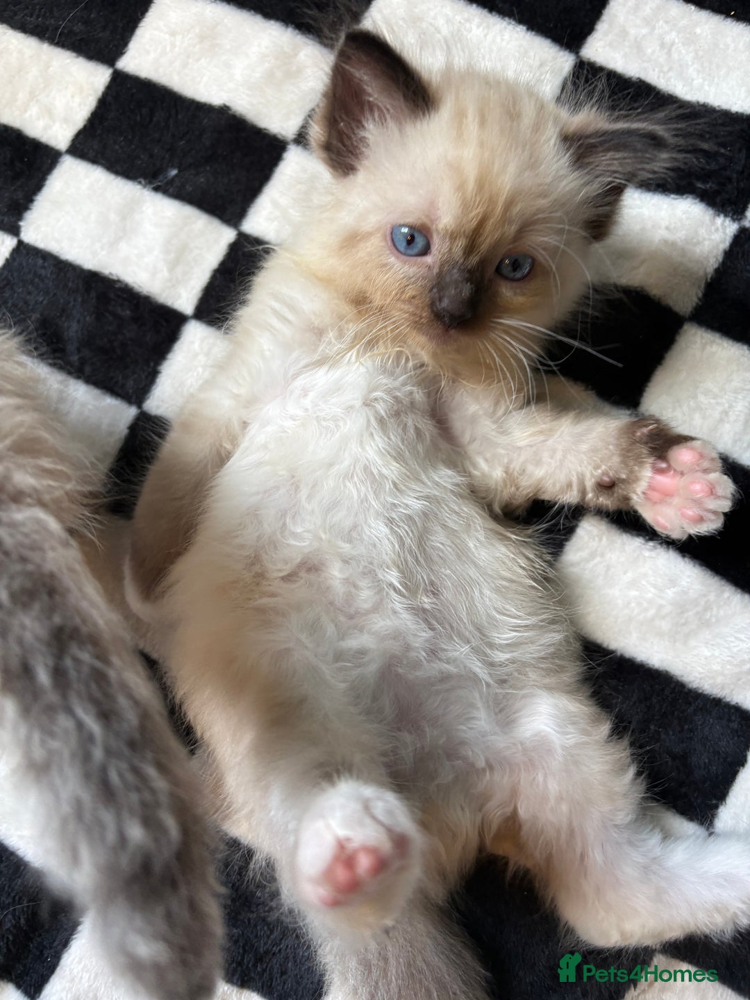 Ragdoll cats for sale: 6 stunning ragdoll kittens  - Image 6