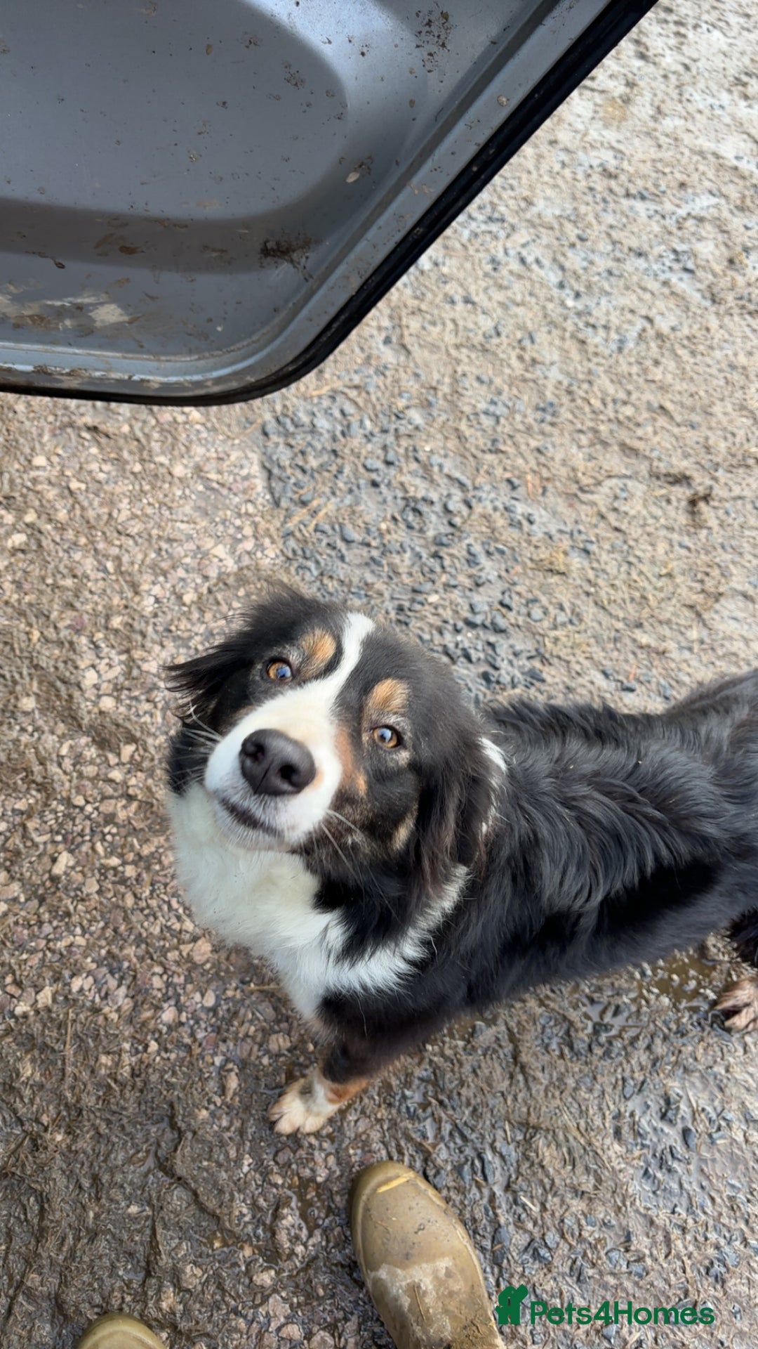 Border Collie dogs for sale: Quality Long Coated Tri Border Collie Puppies - Advert 19