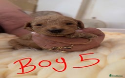 Toy Poodle dogs for sale: Toy poodles for sale  - Image 13