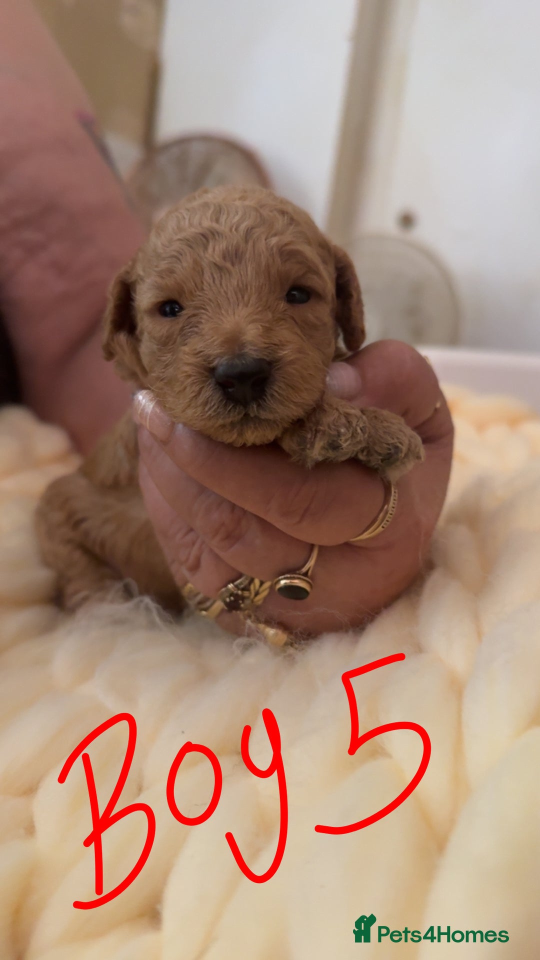 Toy Poodle dogs for sale: Toy poodles for sale  - Image 13