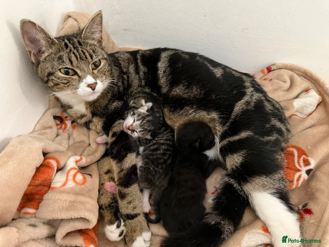 Bengal cats for sale: Beautiful Bengal Mix Kittens for loving homes in St Albans - Advert 11