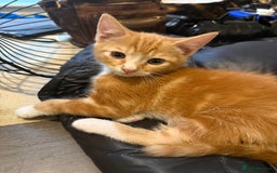 Mixed Breed cats for sale: Fluffy kittens || ready for loving home  - Image 4