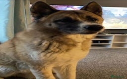 Akita dogs for sale: Male American Akita - Image 3