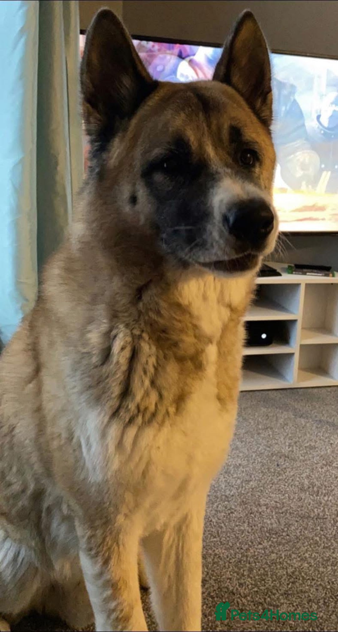 Akita dogs for sale: Male American Akita - Image 3