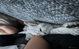 Scottish Fold cats for sale:  BEAUTIFUL female kitten🩷 - Image 4