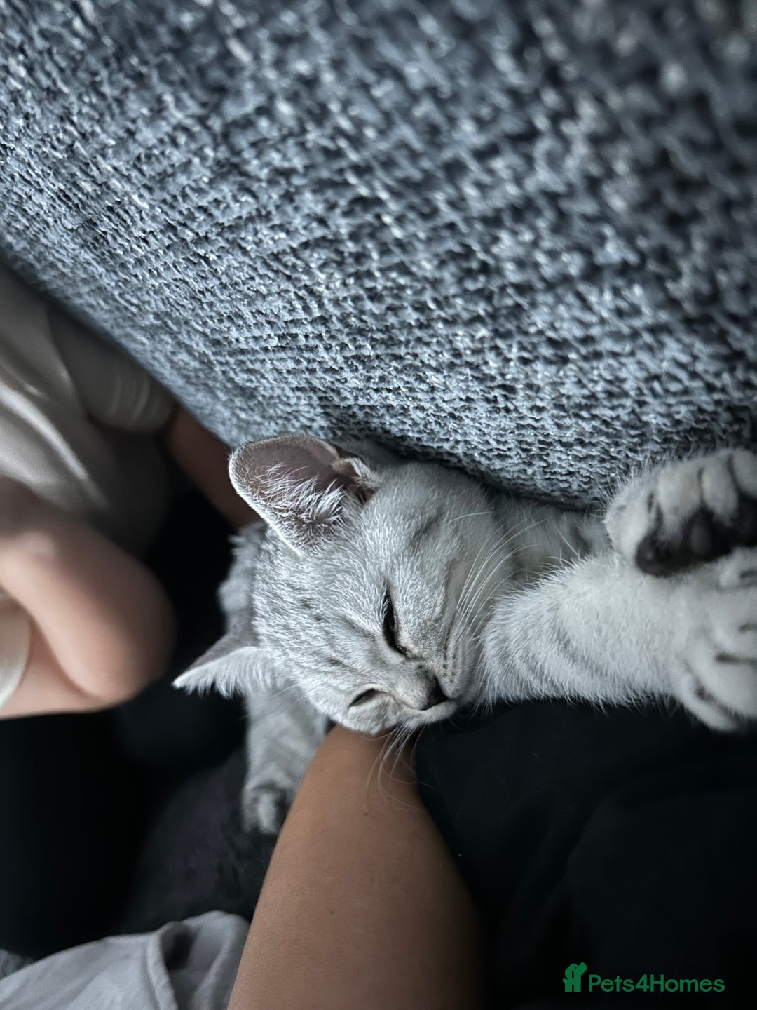 Scottish Fold cats for sale:  BEAUTIFUL female kitten🩷 - Image 4