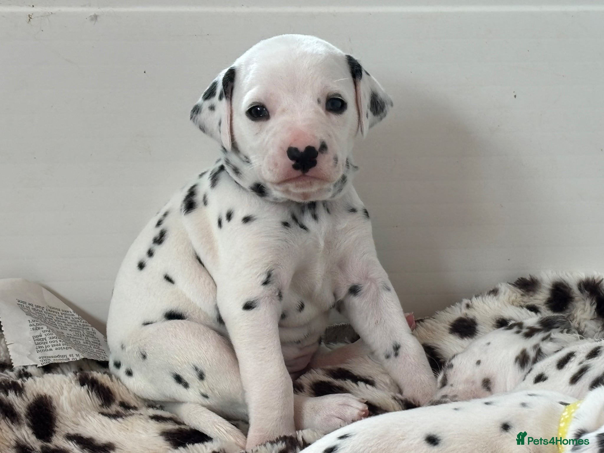 Dalmatian dogs KEEKEEDAL BOYS. Est 14yrs.  - Advert 1
