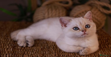 British Shorthair cats in Bedford - Advert 14