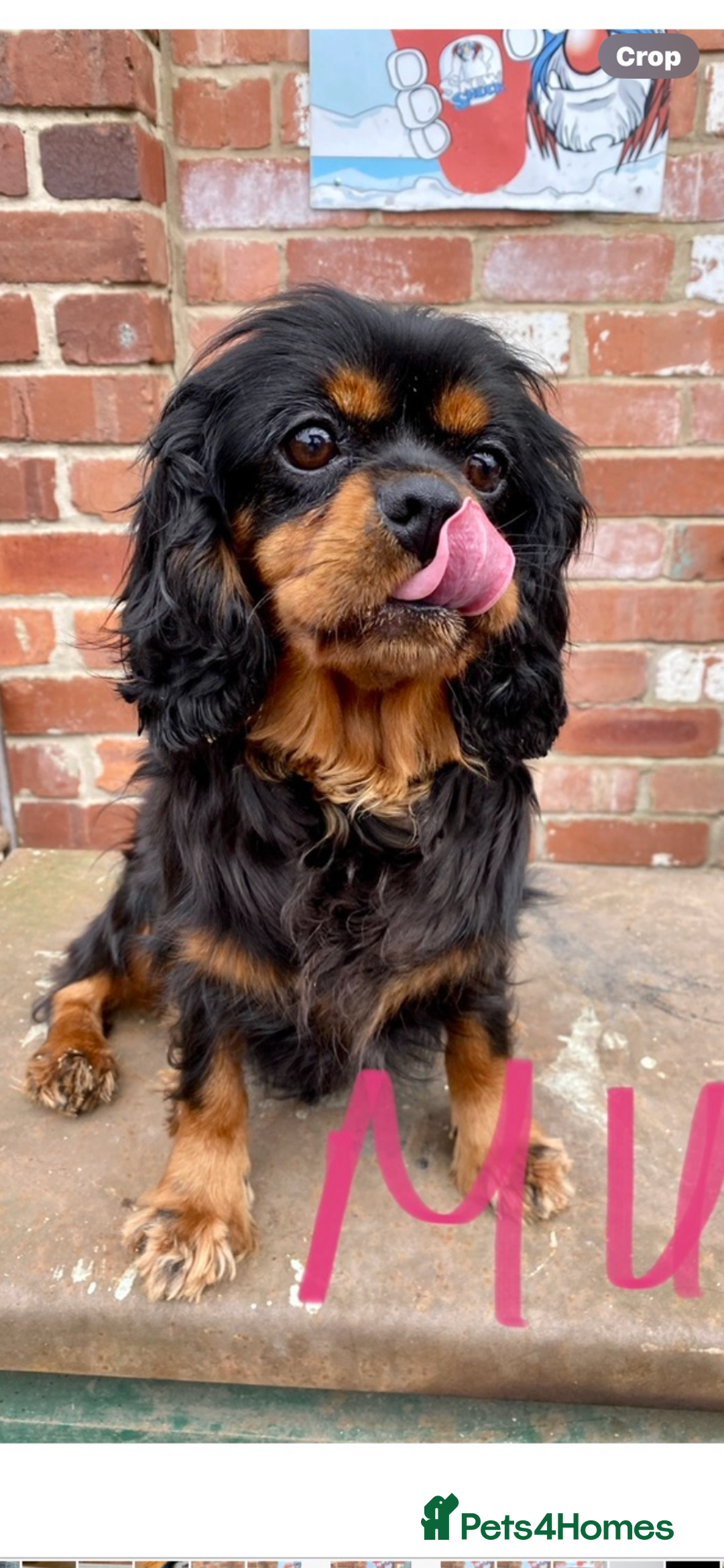 Cavapoo dogs for sale: F1 CAVAPOO BLACK AND TAN BOY.  - Advert 3