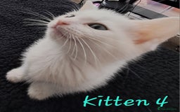 Mixed Breed cats for sale: 4 cute kittens up for sale - Image 34
