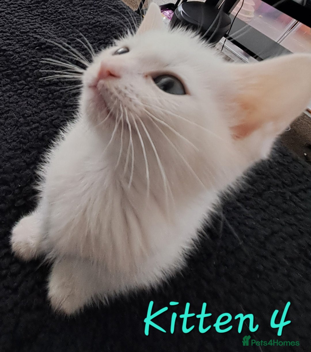 Mixed Breed cats for sale: 4 cute kittens up for sale - Image 34