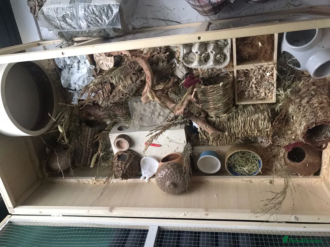 Hamster rodents for sale: Syrian hamster and full setup 🐹 - Advert 4