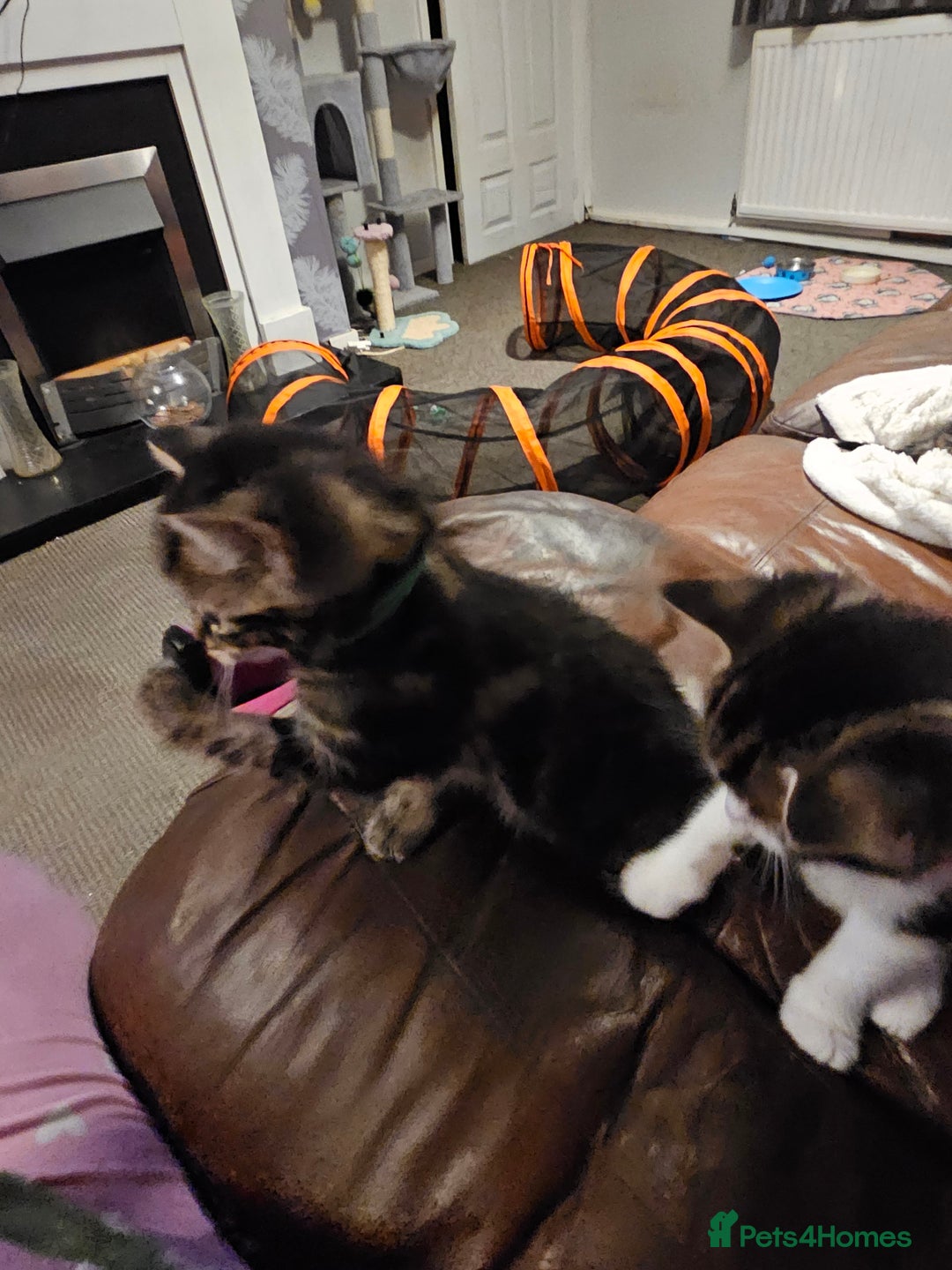Mixed Breed cats for sale: Friendly Kittens. - Image 4