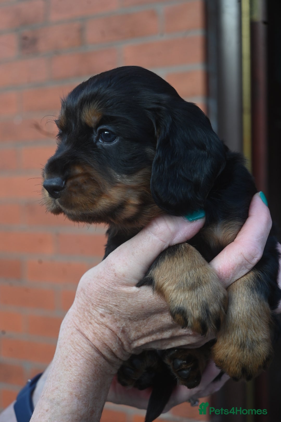 Cocker Spaniel dogs for sale: Cocker Spaniel puppies - Image 7