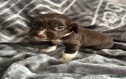 Cocker Spaniel dogs for sale: Cocker Spaniel Puppies *For Sale* - Image 5